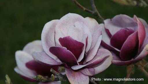 Magnolia 'Venus' 1