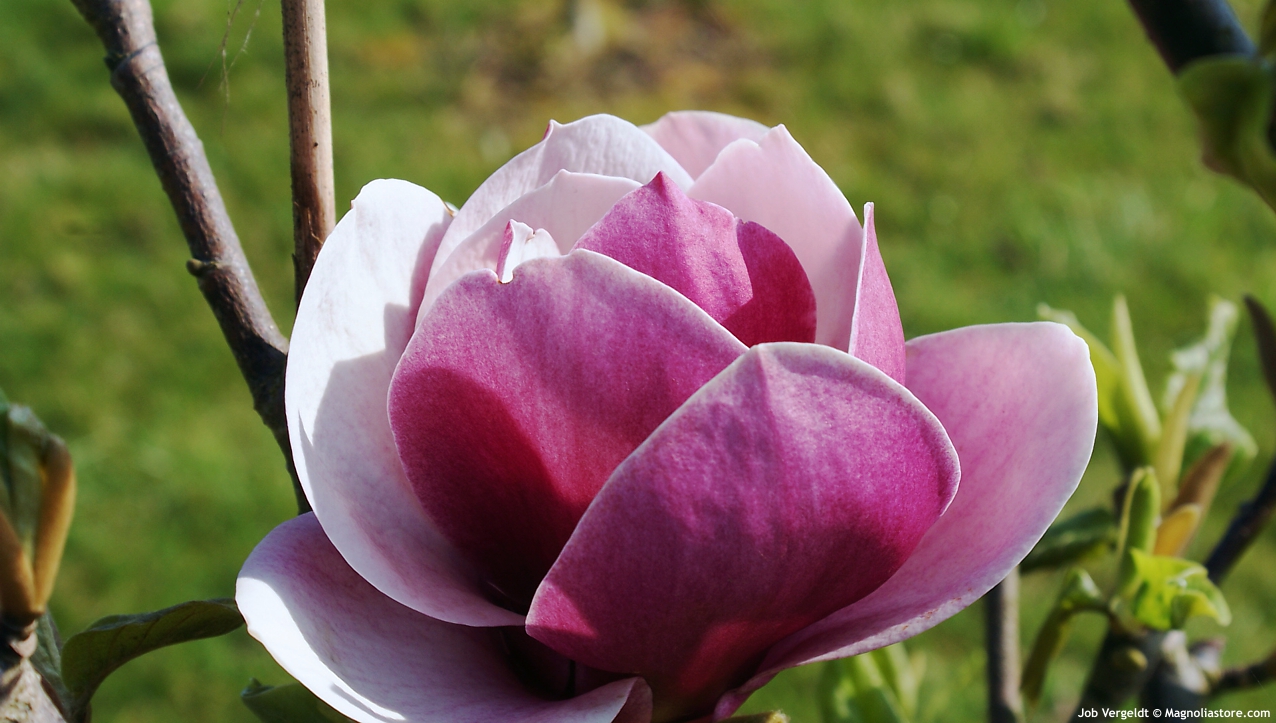 Magnolia 'Venus' 2