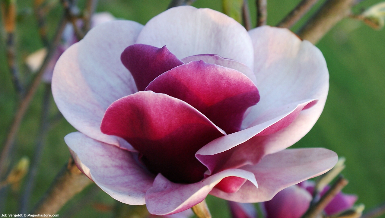 Magnolia 'Venus'