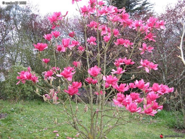 Magnolia 'Vulcan' 1