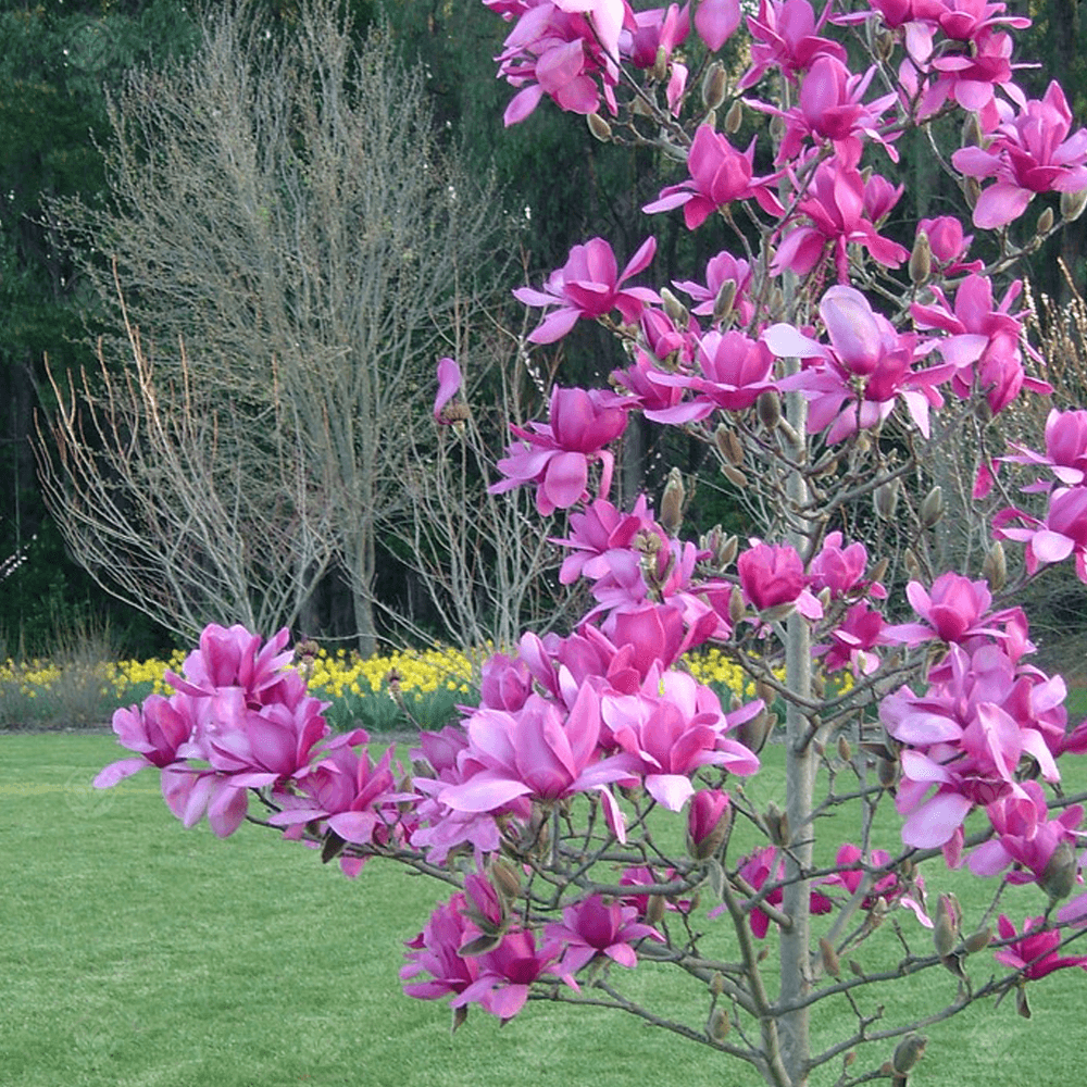 Magnolia 'Vulcan' 2