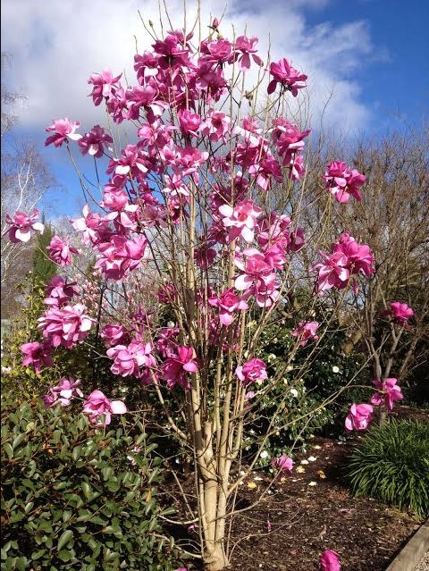 Magnolia 'Vulcan' 3