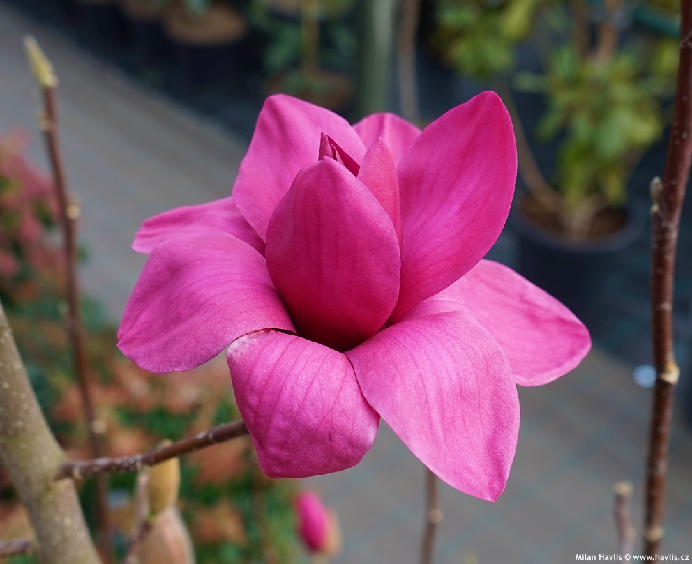 Magnolia 'Vulcan'