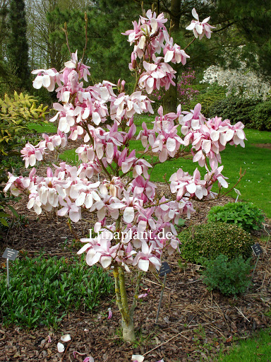 Magnolia 'Yaeko' 1