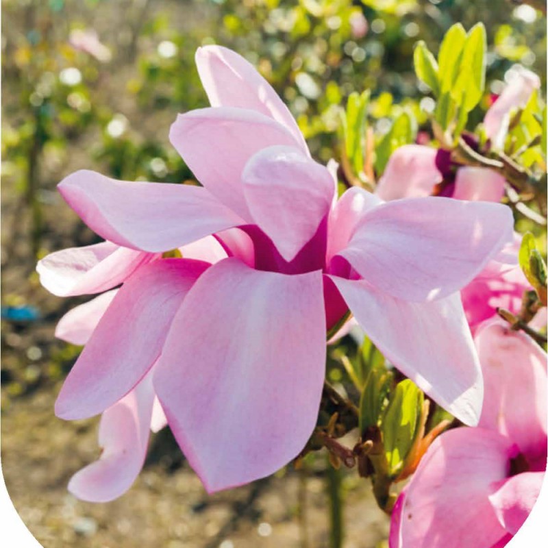 Magnolia 'Yaeko' 2