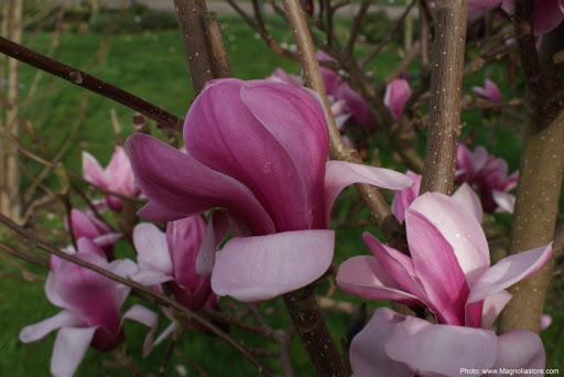 Magnolia 'Yaeko'