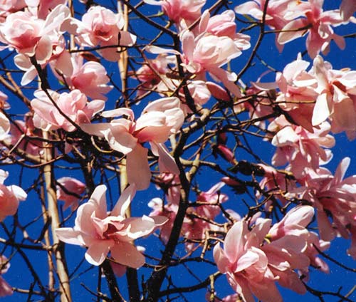 Magnolia dawsonia ' Barbara Cook' 1