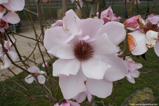Magnolia dawsonia ' Barbara Cook'