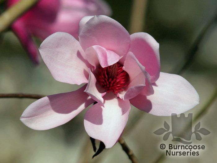 Magnolia dawsoniana 'Chyverton Red' 1