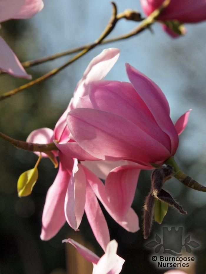 Magnolia dawsoniana 'Chyverton Red' 2