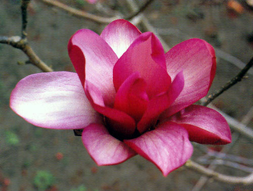 Magnolia dawsoniana 'Chyverton Red'