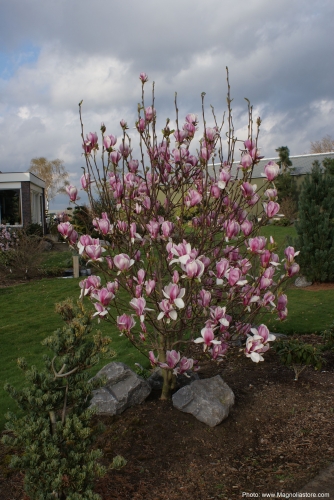 Magnolia soulangiana WB Salem (fastigiate form) 1