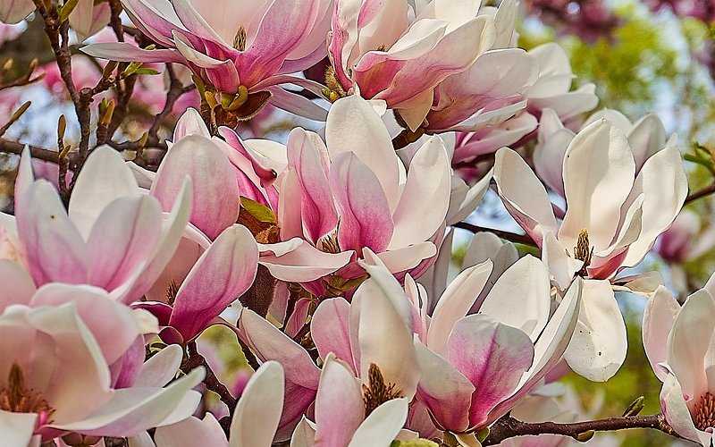 Magnolia soulangiana WB Salem (fastigiate form)