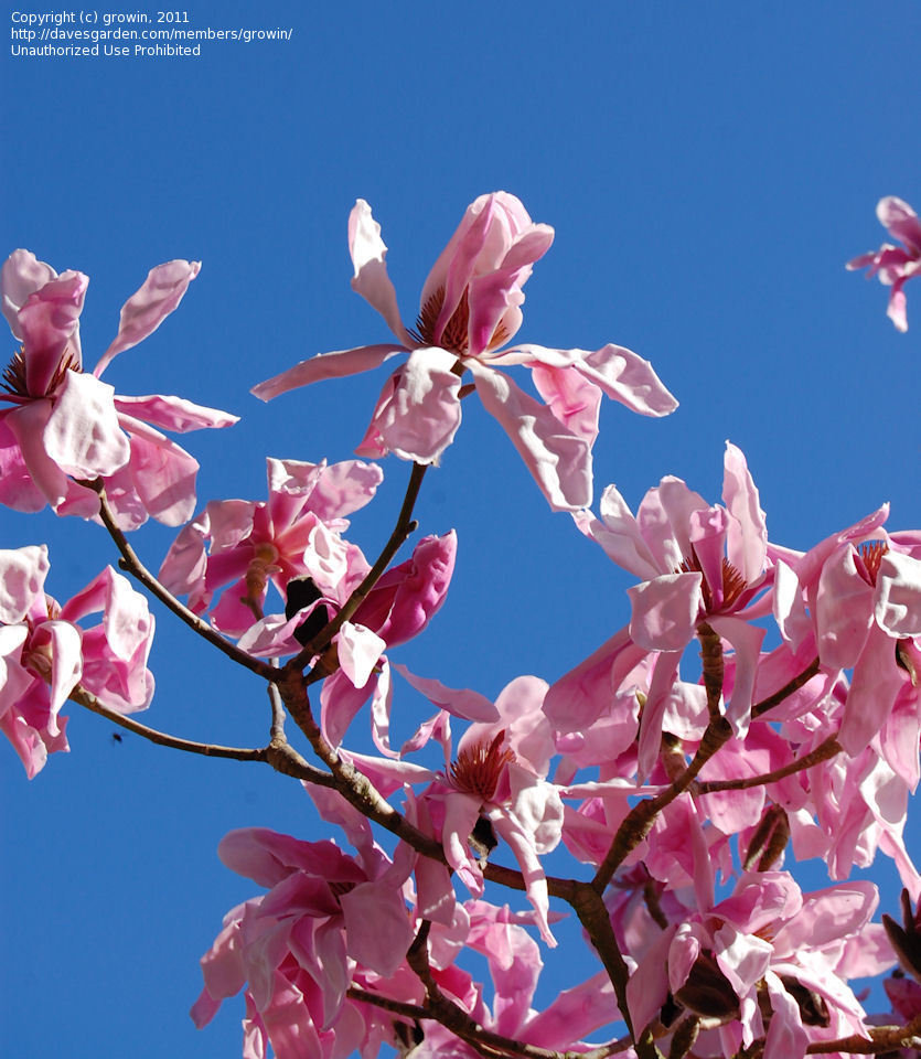 Magnolia sprengeri 'Eric Savill' 1