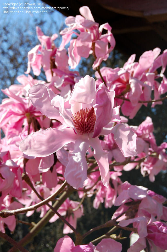 Magnolia sprengeri 'Eric Savill'