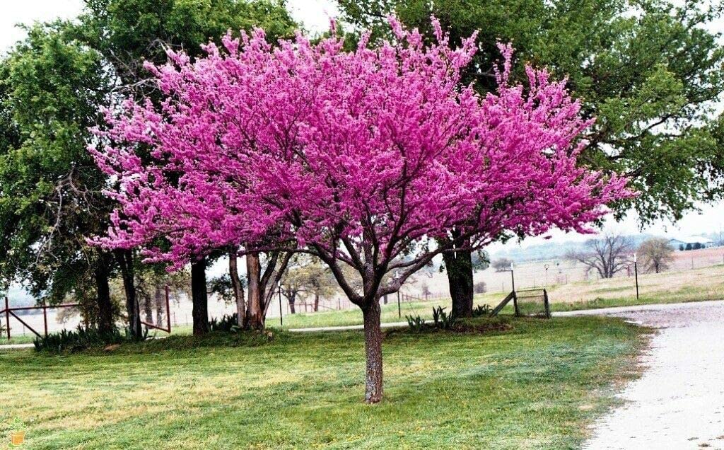 cercis canadensis 1