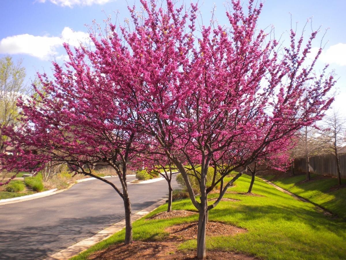 cercis canadensis 2