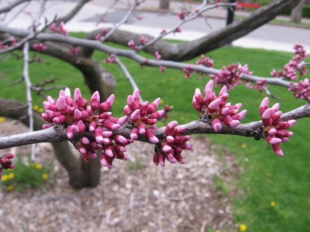 cercis canadensis