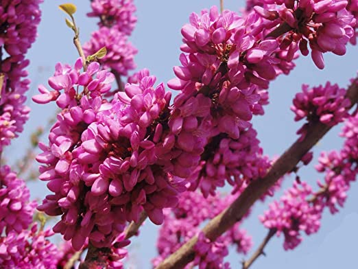 cercis siliquastrum 3