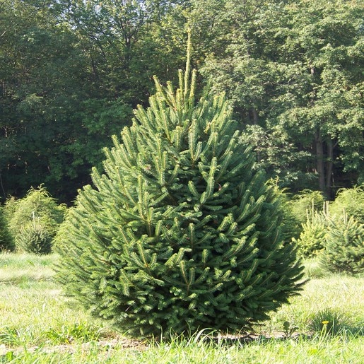 picea glauca densata 1