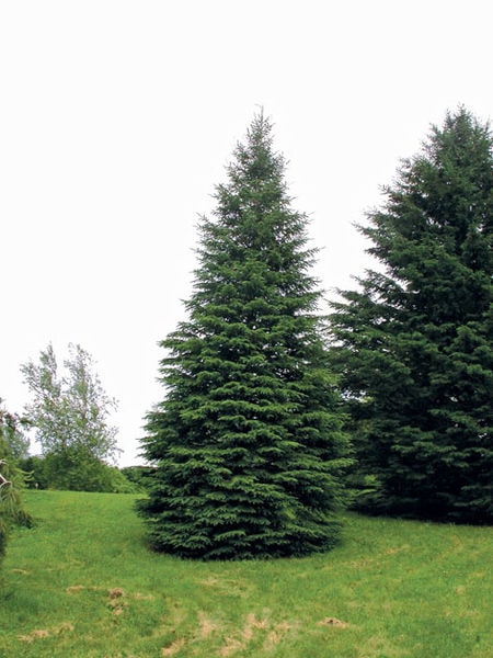 picea glauca densata 2