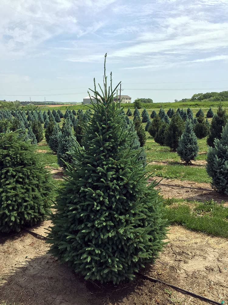 picea glauca densata