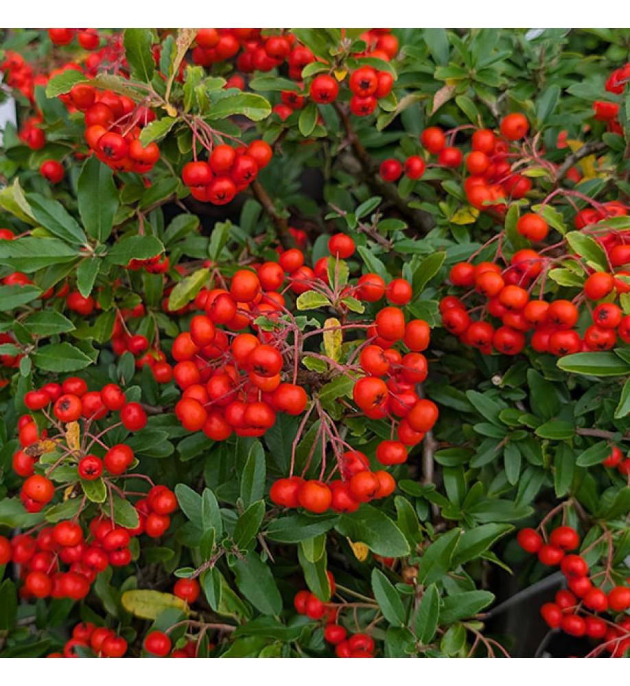 Pyracantha coccinea Red Cushion