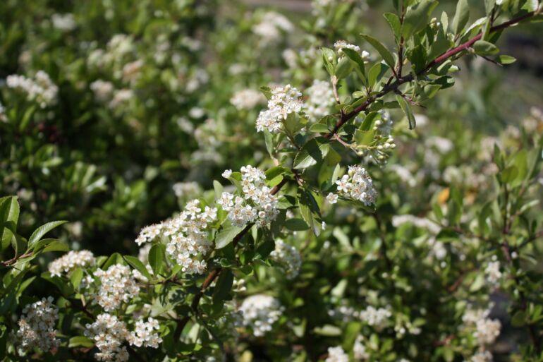 Pyracantha coccinea Red Cushion2