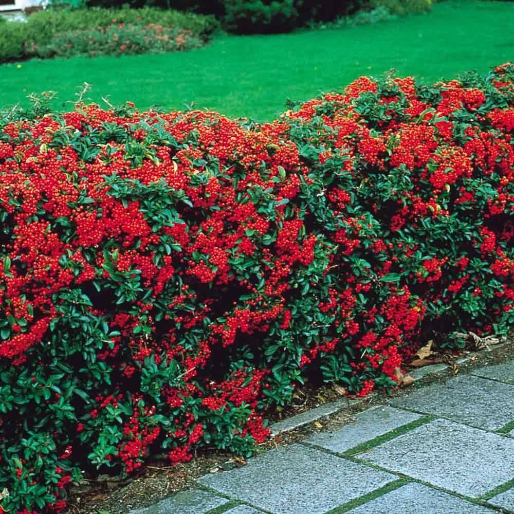 Pyracantha coccinea Red Cushion3