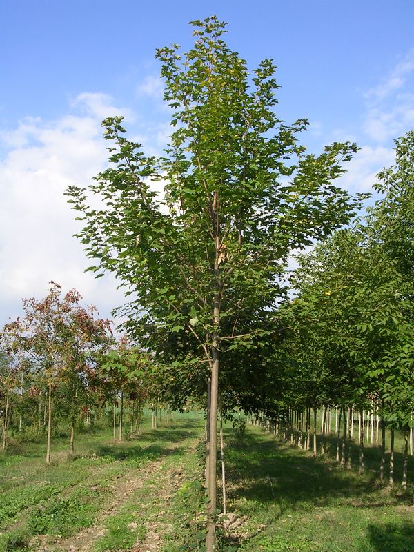 acer pseudoplatanus 1