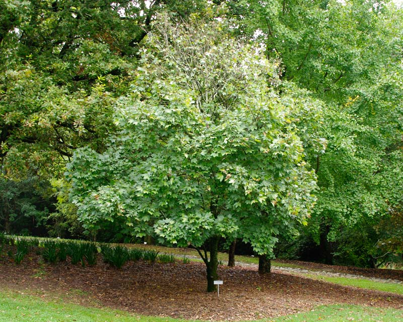 acer pseudoplatanus 2