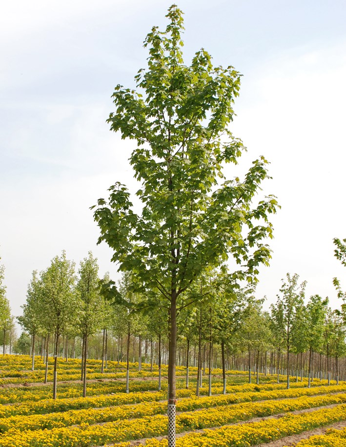 acer pseudoplatanus 3