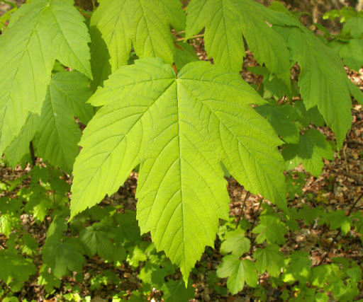 acer pseudoplatanus 4