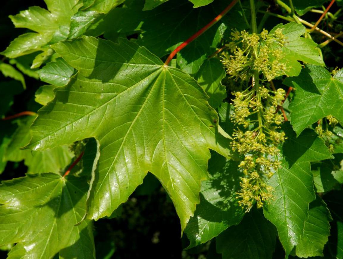 acer pseudoplatanus