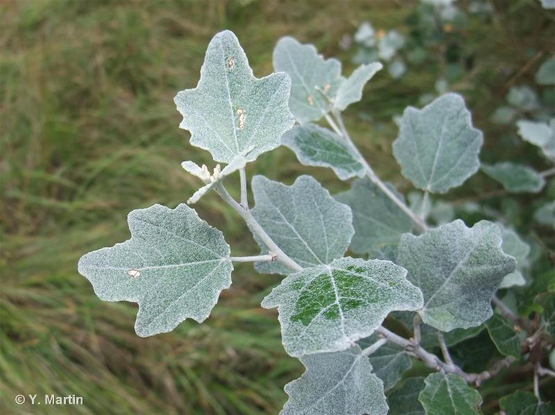 populus alba 1