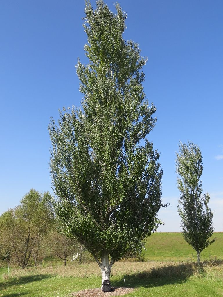 populus alba 2