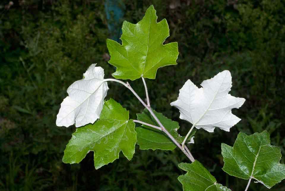 populus alba