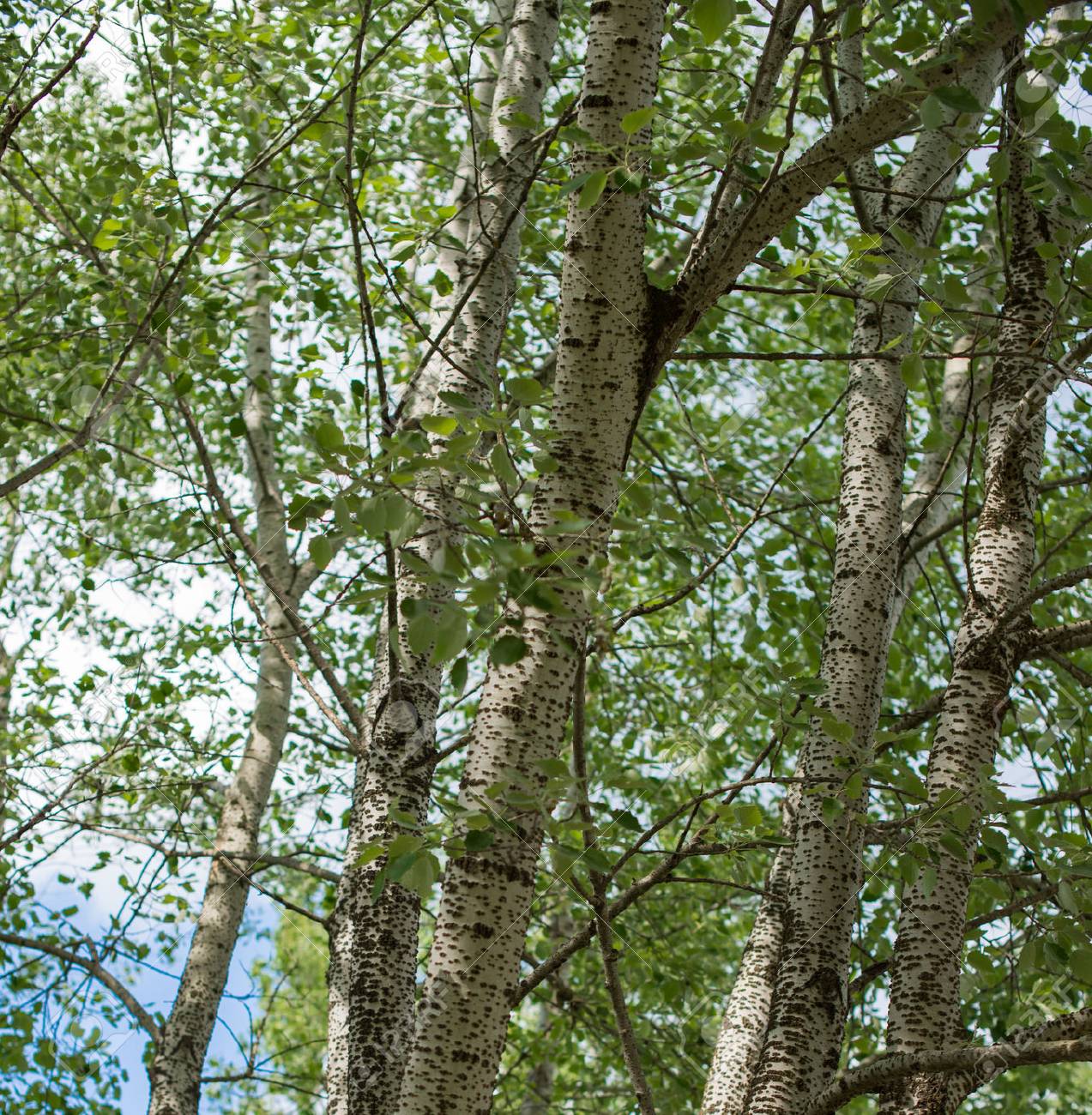 populus tremula 1