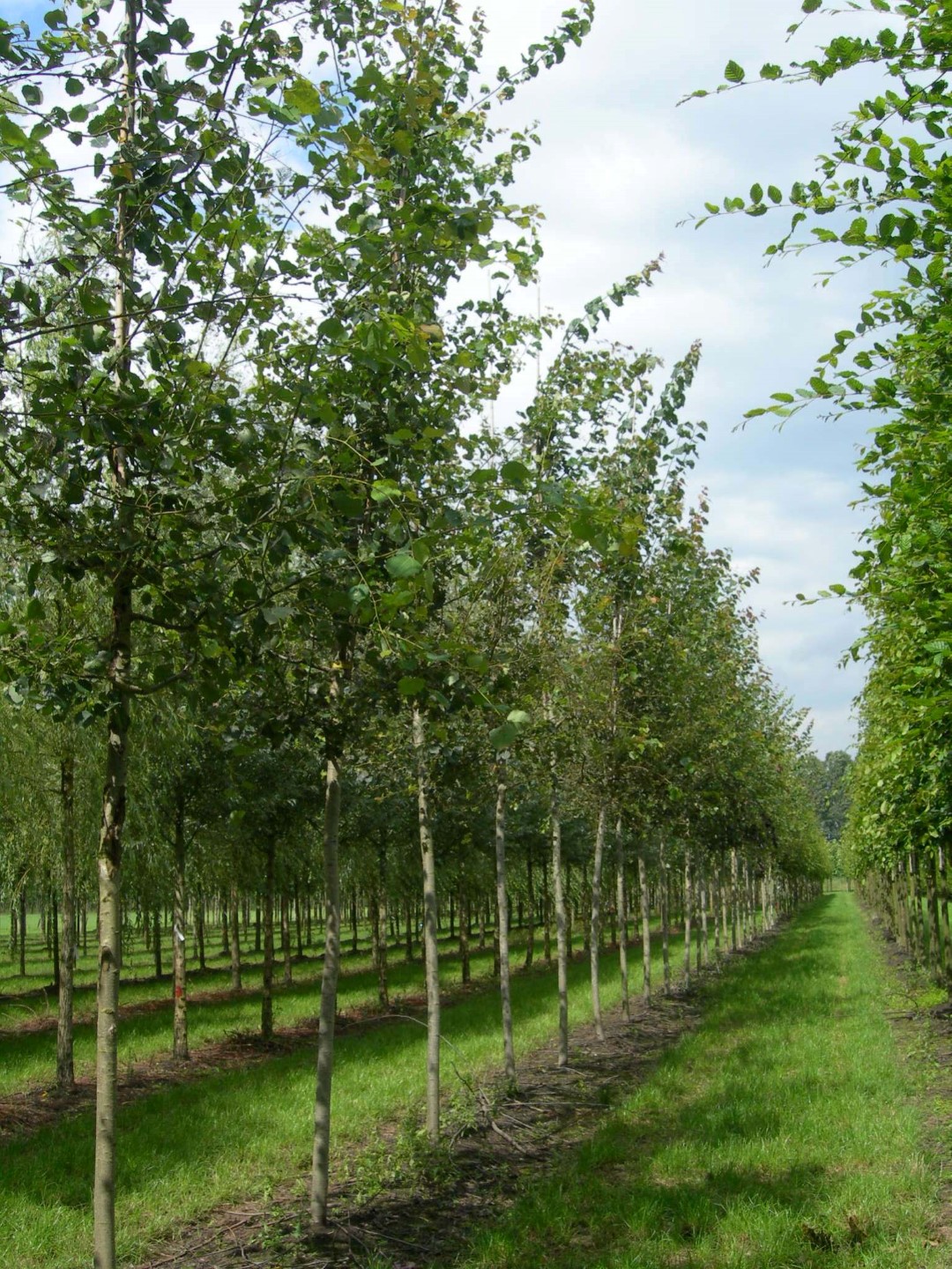 populus tremula 2