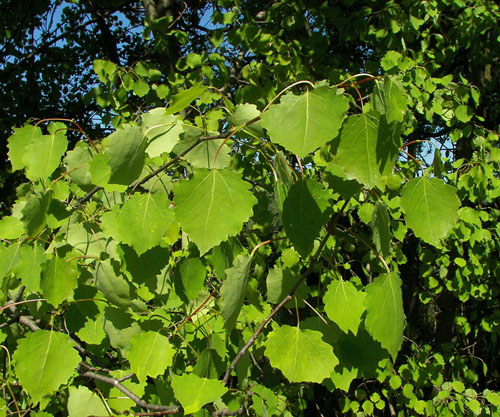 populus tremula