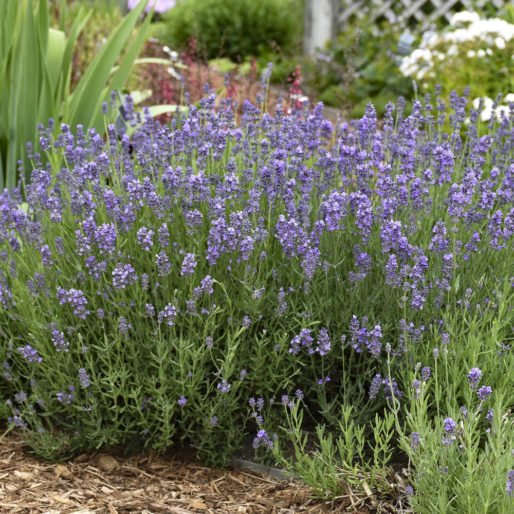 lavandula munstead 1