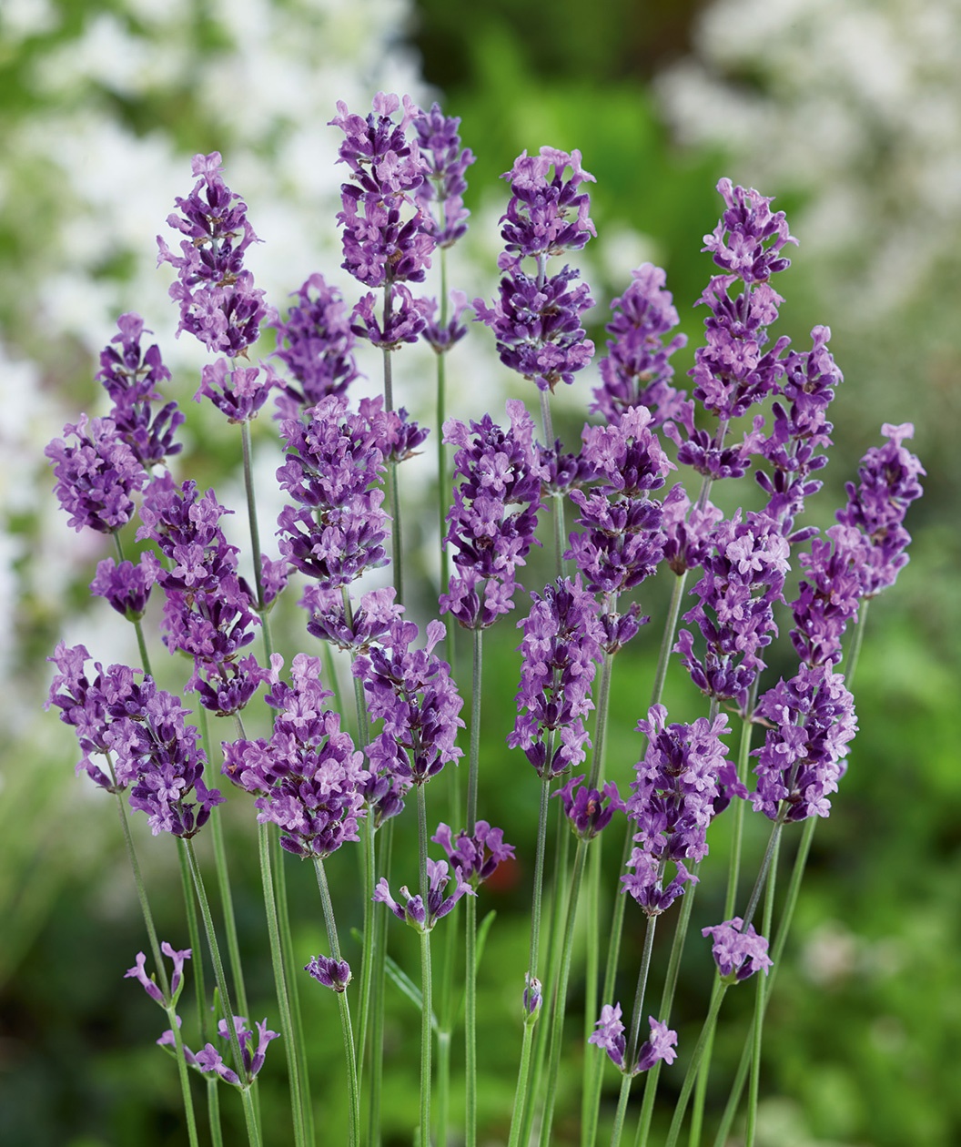 lavandula munstead 2