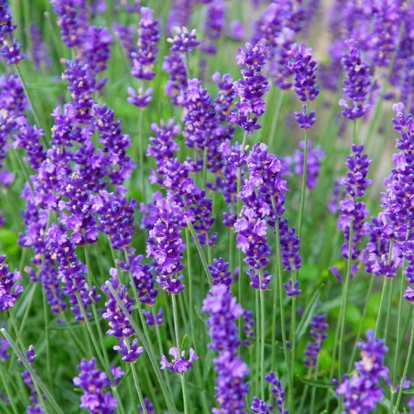 lavandula munstead