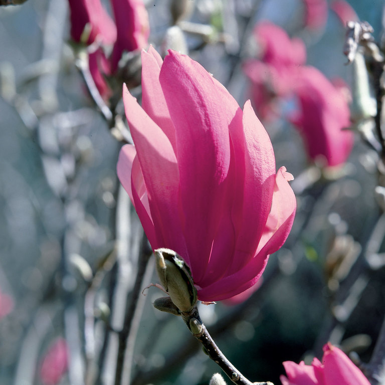 magnolia ricki 1