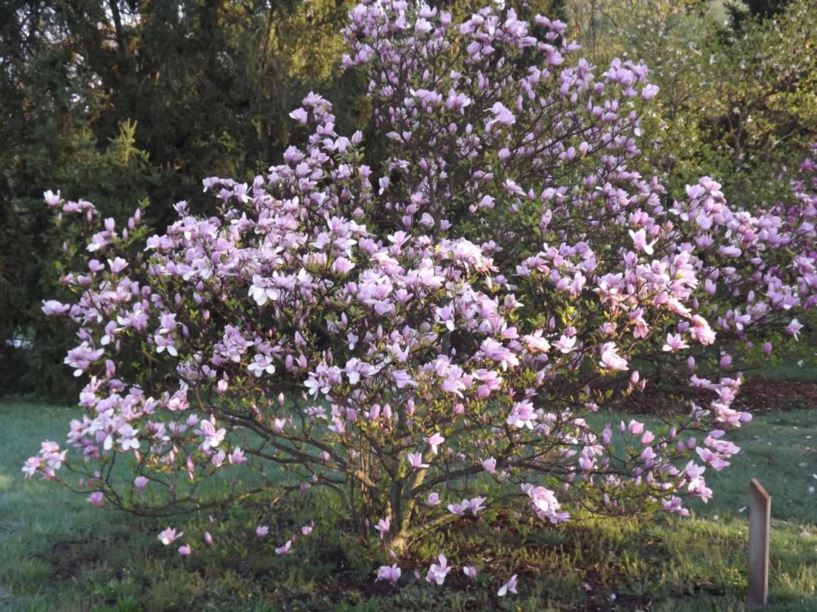 magnolia ricki 2