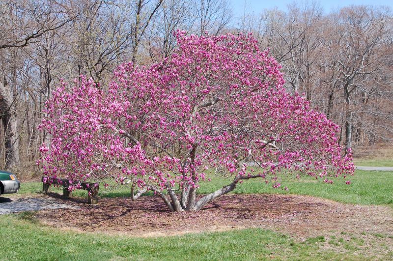 magnolia ricki 3