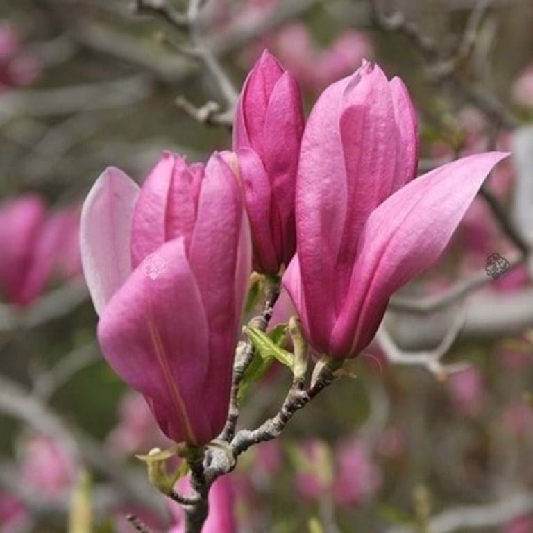 magnolia ricki