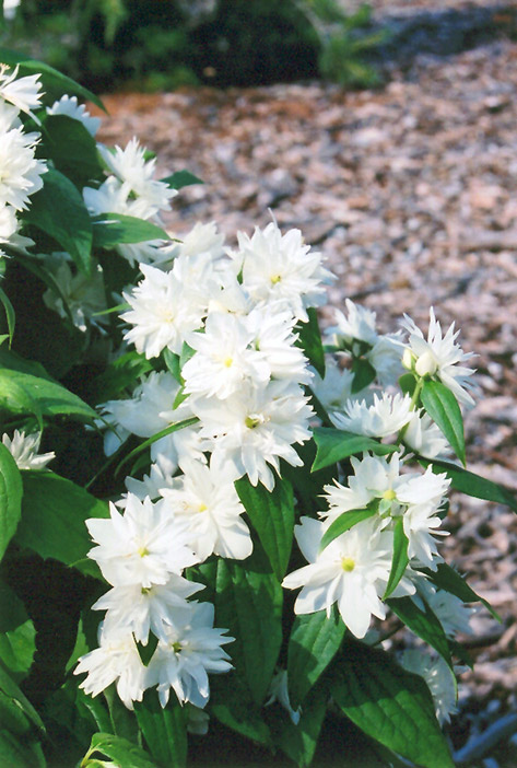 philadelphus minnesota snowflake 1
