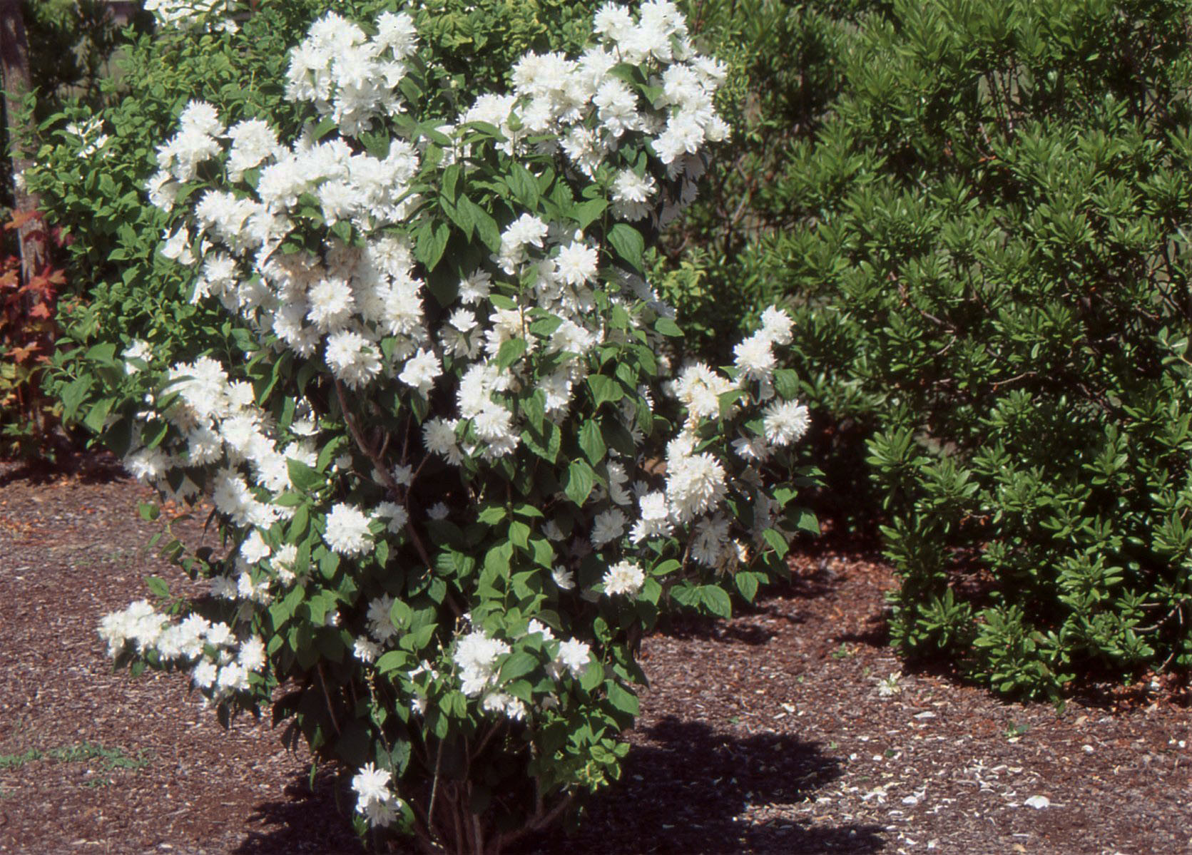 philadelphus minnesota snowflake 2