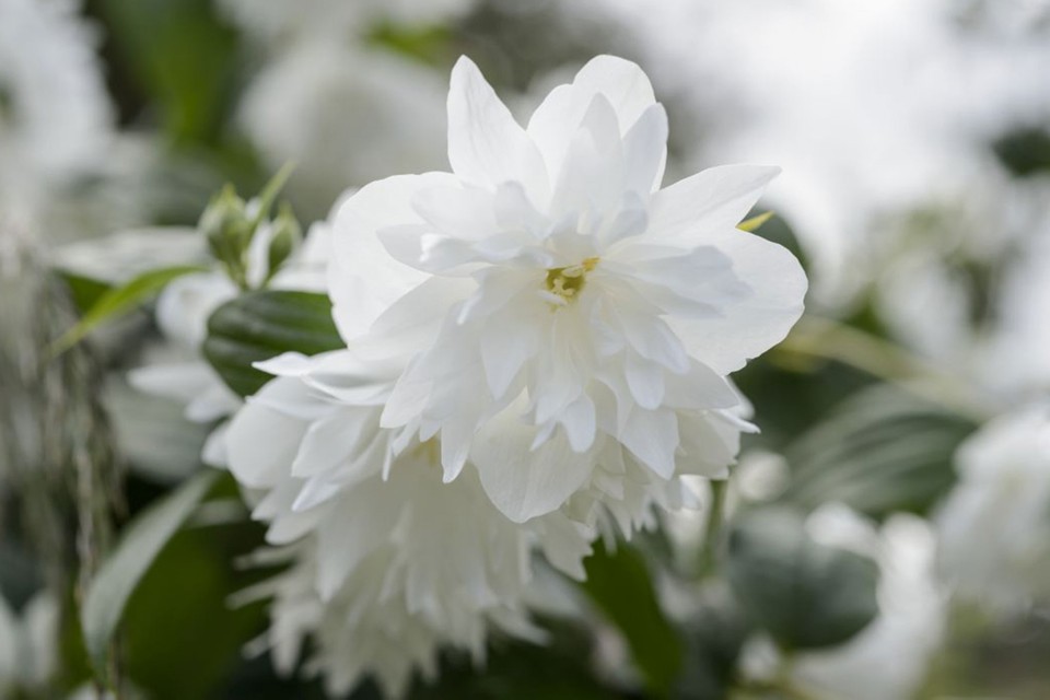 philadelphus minnesota snowflake